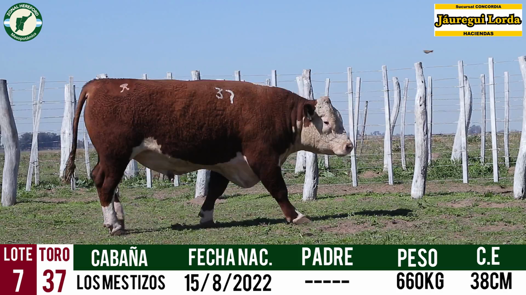 Lote Toro