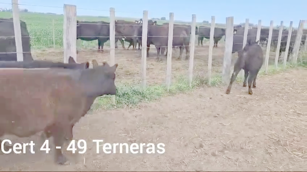 Lote TERNERAS