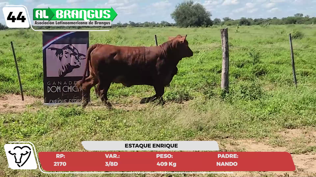 Lote LOTE 44- JUNIOR