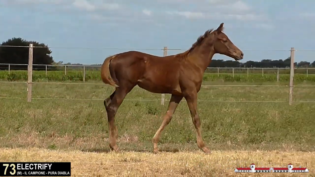 Lote ELECTRIFY