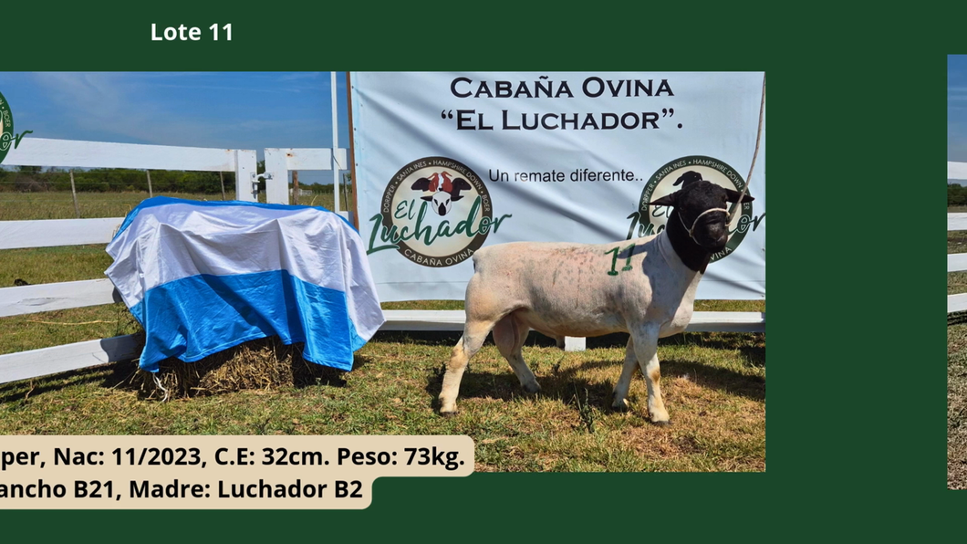 Lote PP