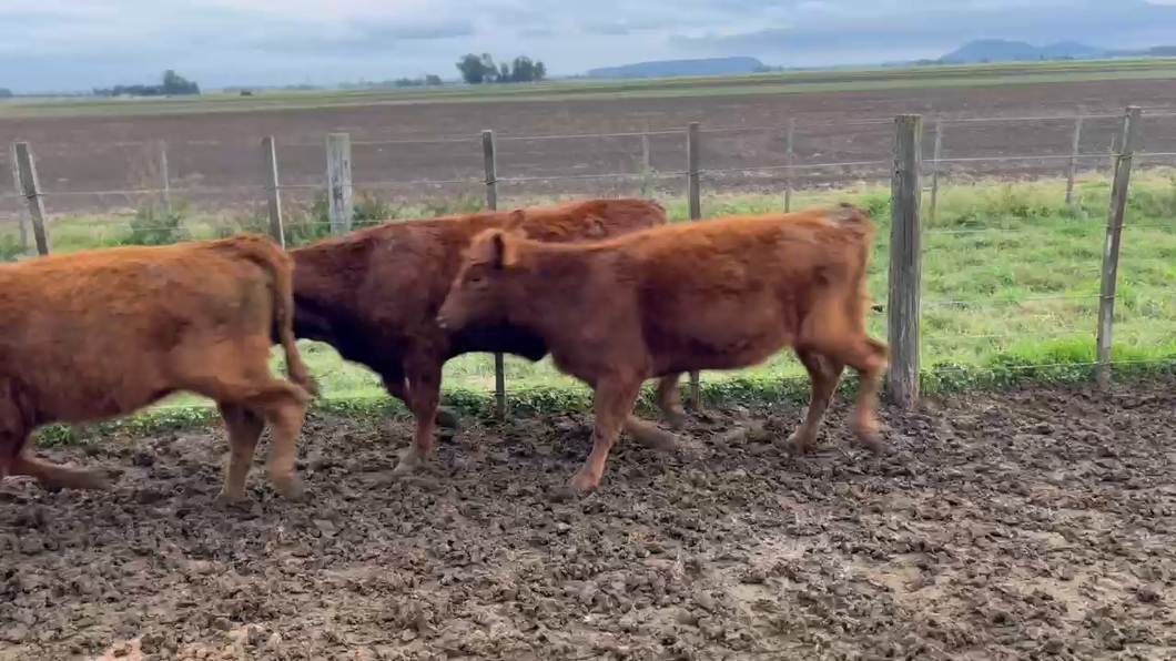 Lote 86 Terneras
