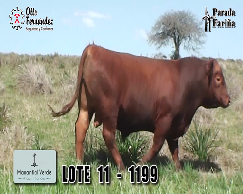 Lote LOTE 11