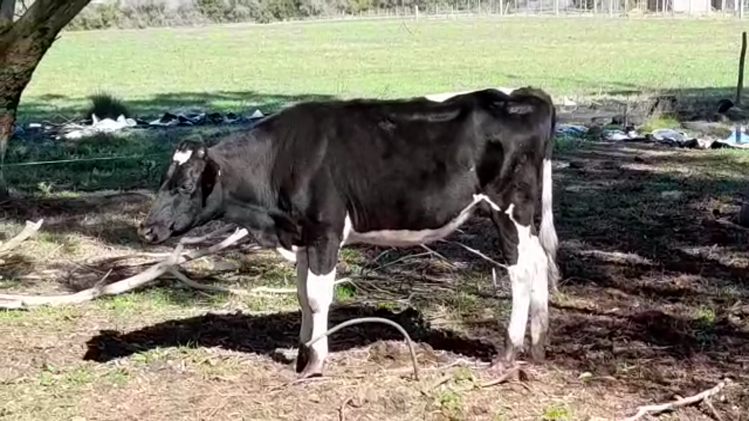 Lote (Vendido)Vaquillonas 1 a 2 años HOLANDO a remate en PANTALLA FEDERICO GARLAND 270kg -  en LA PAZ CP
