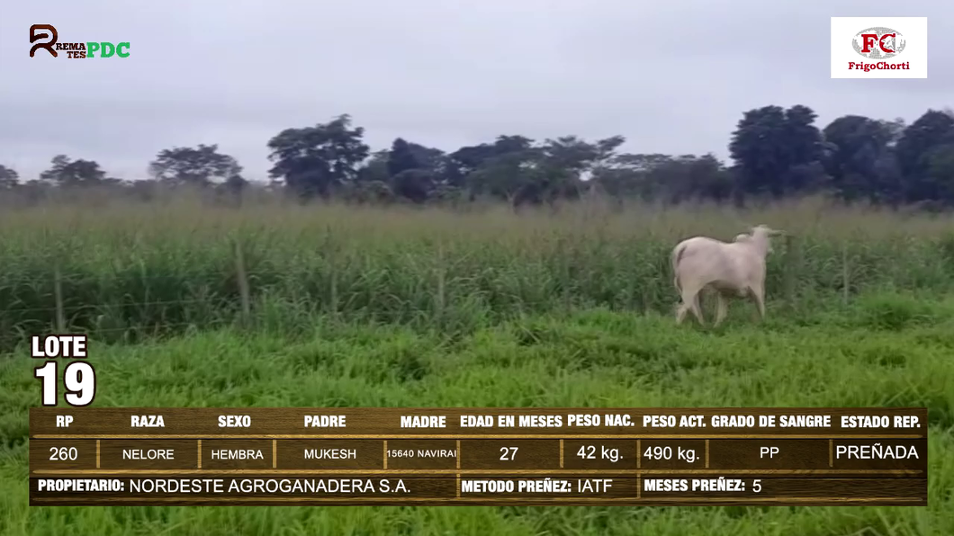 Lote Hembras NELORE a remate en Expo Pioneros 23 de Mayo 2024 en Pioneros del Chaco S.A.