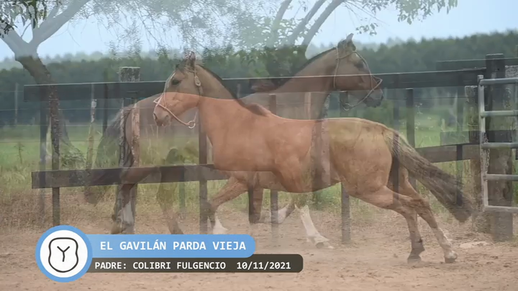 Lote El Gavilán Parda Vieja