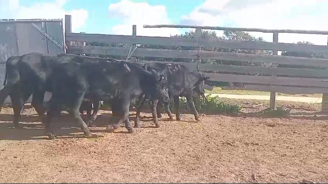 Lote VIENTRES PREÑADOS