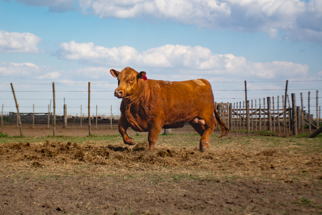 Lote Toros
