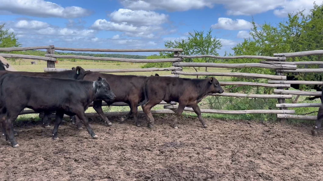 Lote TERNEROS Y TERNERAS