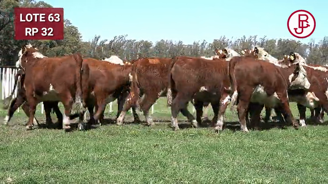 Lote VAQUILLONAS PREÑADAS Polled Hereford -PARICION OTOÑO 2024-