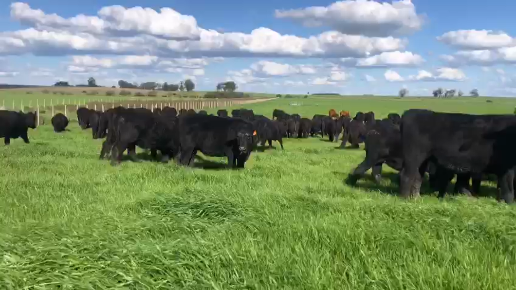 Lote 80 Vaquillonas Vacas Preñadas SA a remate en La Concepcion y El Carobal, Cerro Largo