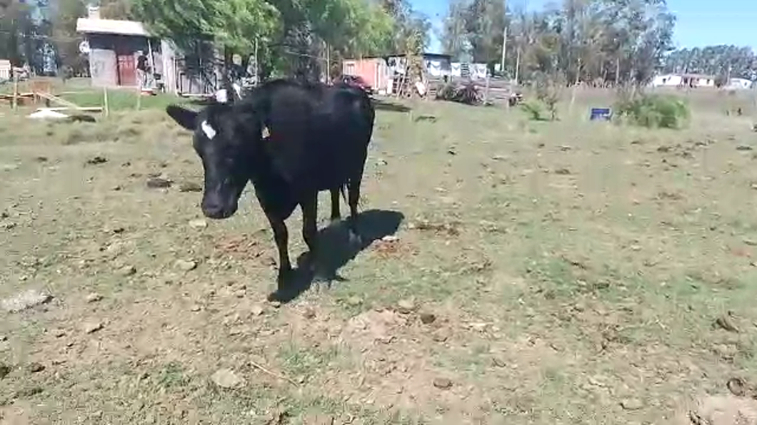 Lote Vacas de Invernada Holando a remate en Pantalla Camy en Rincon del Pino