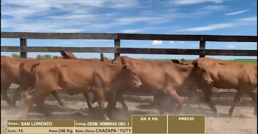 Lote 15 DESMAMANTES HEMBRAS CBO 1