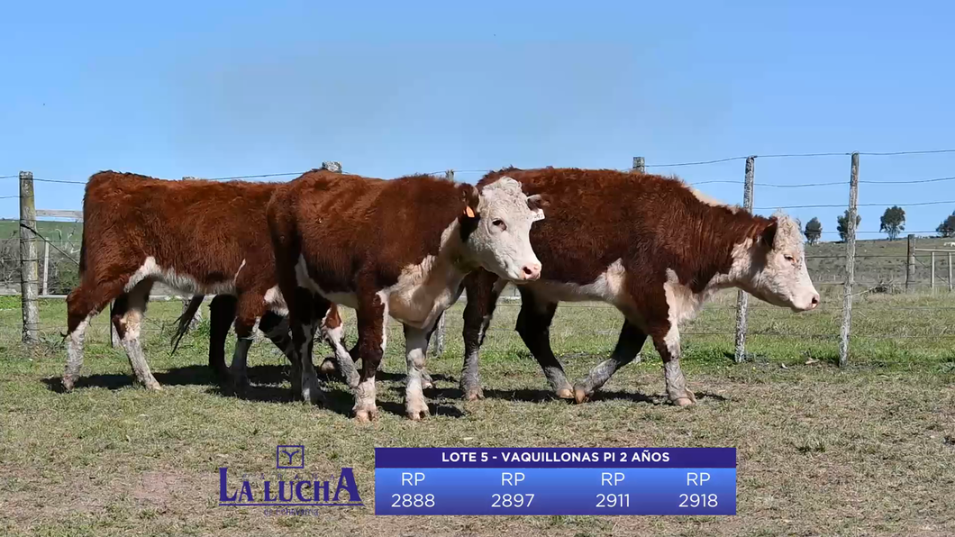 Lote VAQUILLONAS PI 2 AÑOS