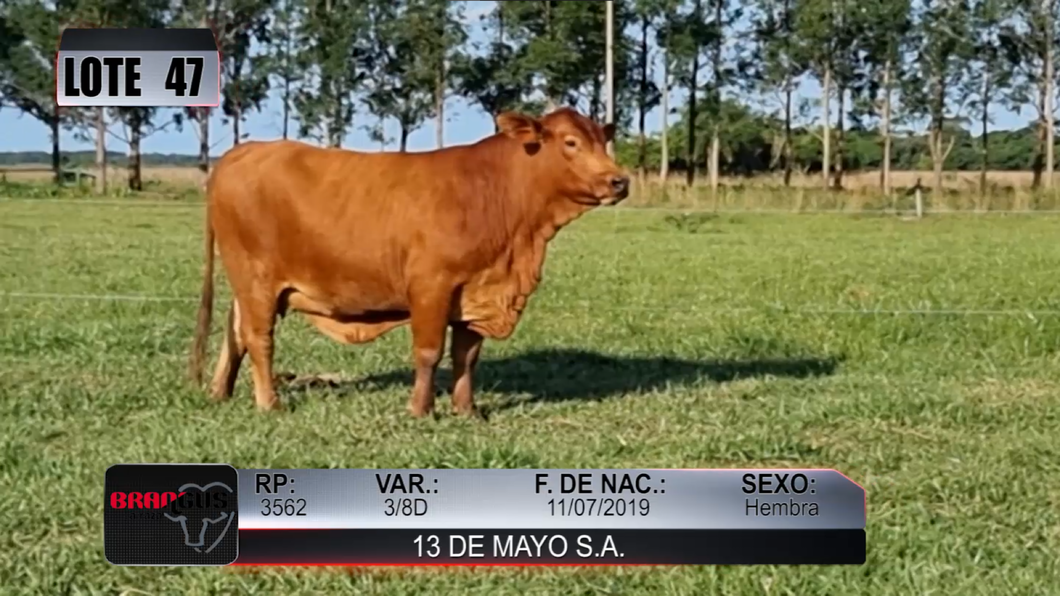 Lote Nacional de Otoño Brangus Campo - Lote 47