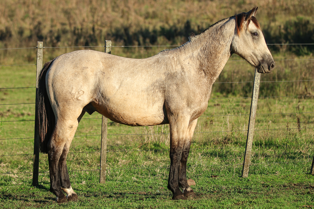 Lote Indio Gris Del Ombu