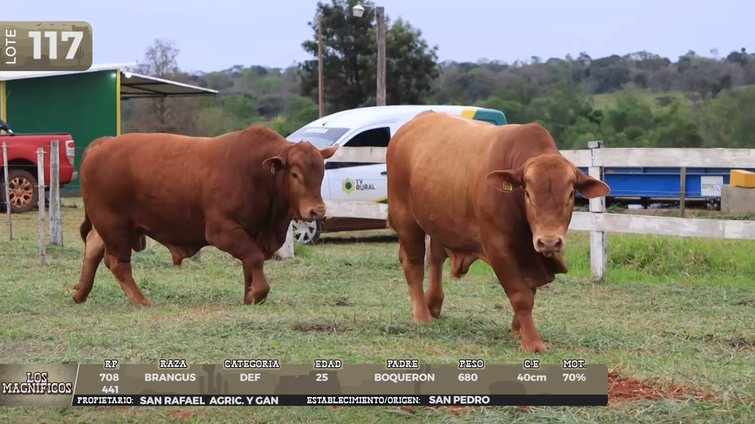 Lote LOTE 117 - EN VIVO