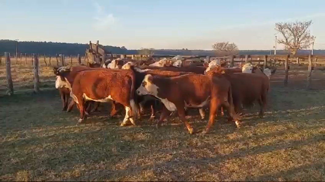 Lote 32 Vacas de invernar en Ubajay, Entre Ríos