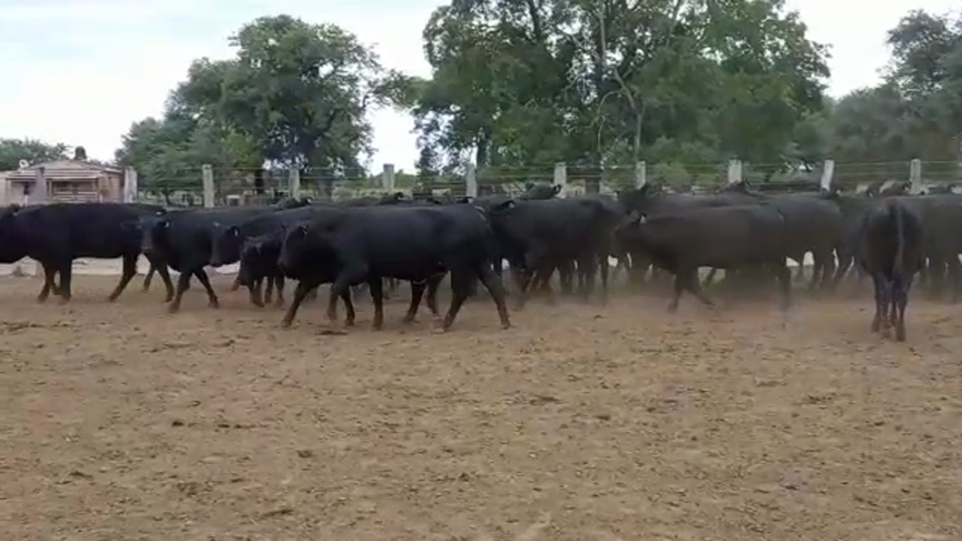 Lote 90 Vacas nuevas C/ gtia de preñez en Cote Lai, Chaco