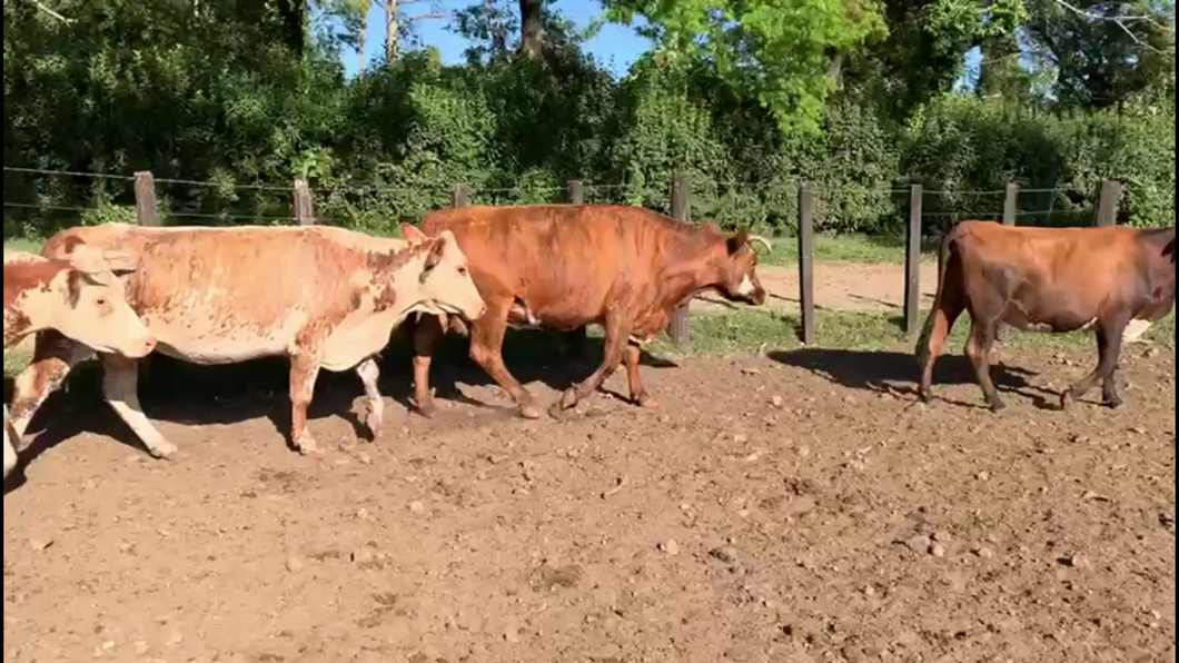 Lote VACAS ENTORADAS