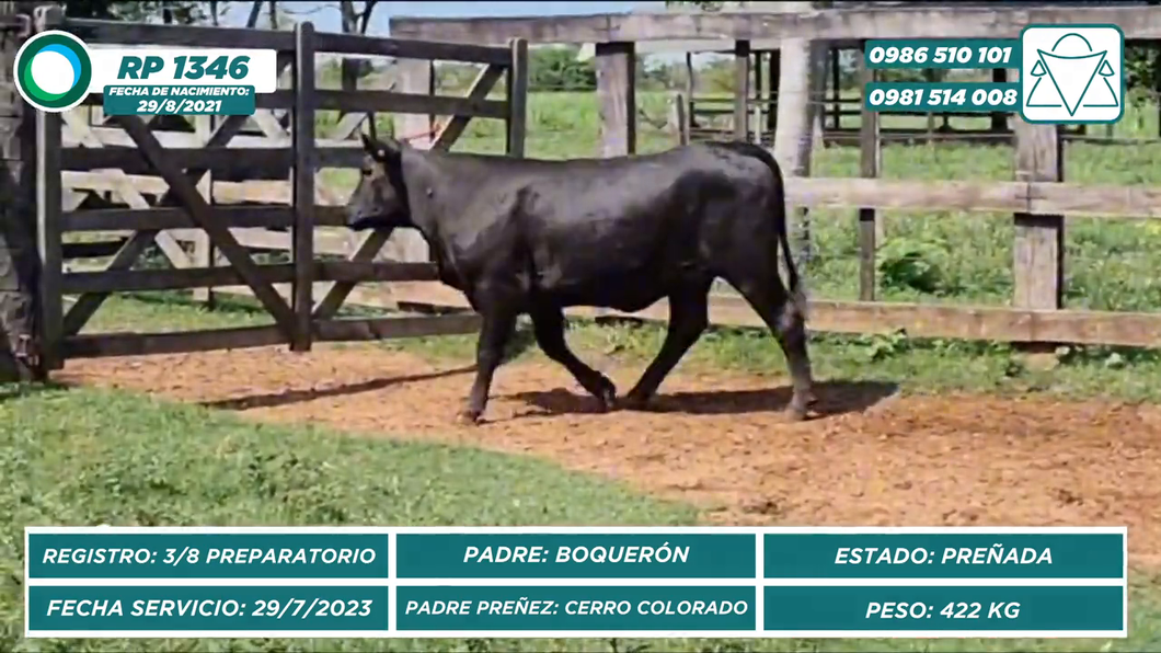 Lote VAQUILLAS