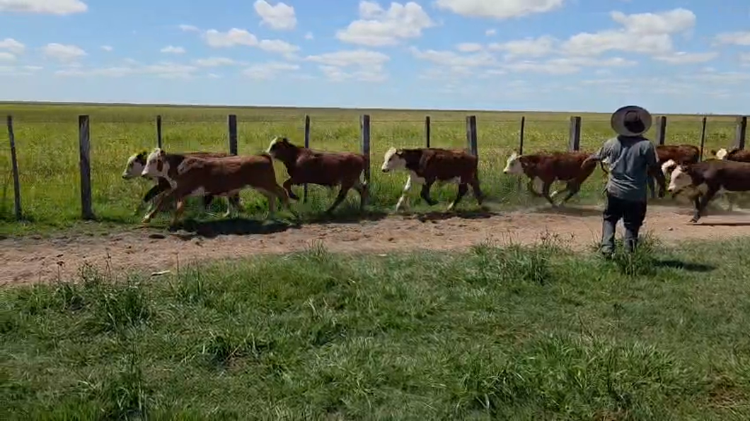 Lote 65 Terneros en Corrientes, Paso de Los Libres