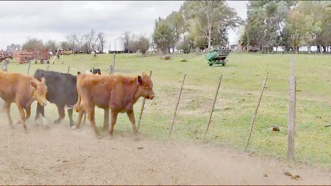 Lote Novillitos y vaquillonas en Gral. Lamadrid, Buenos Aires