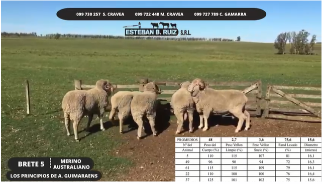 Lote Brete 5