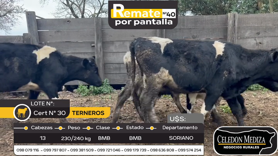 Lote 13 Terneros en Colonia