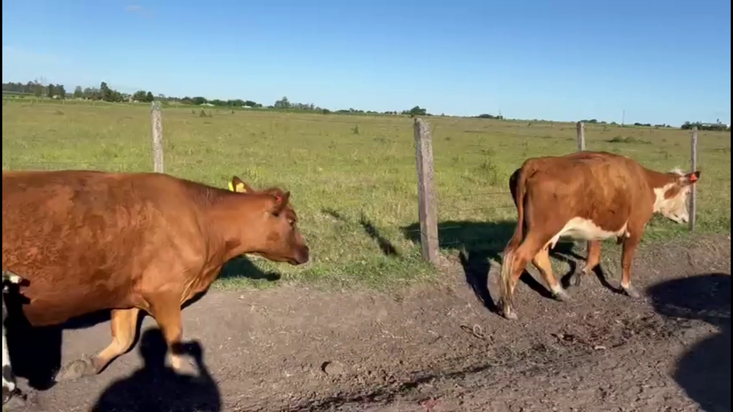 Lote VACAS DE INVERNADA