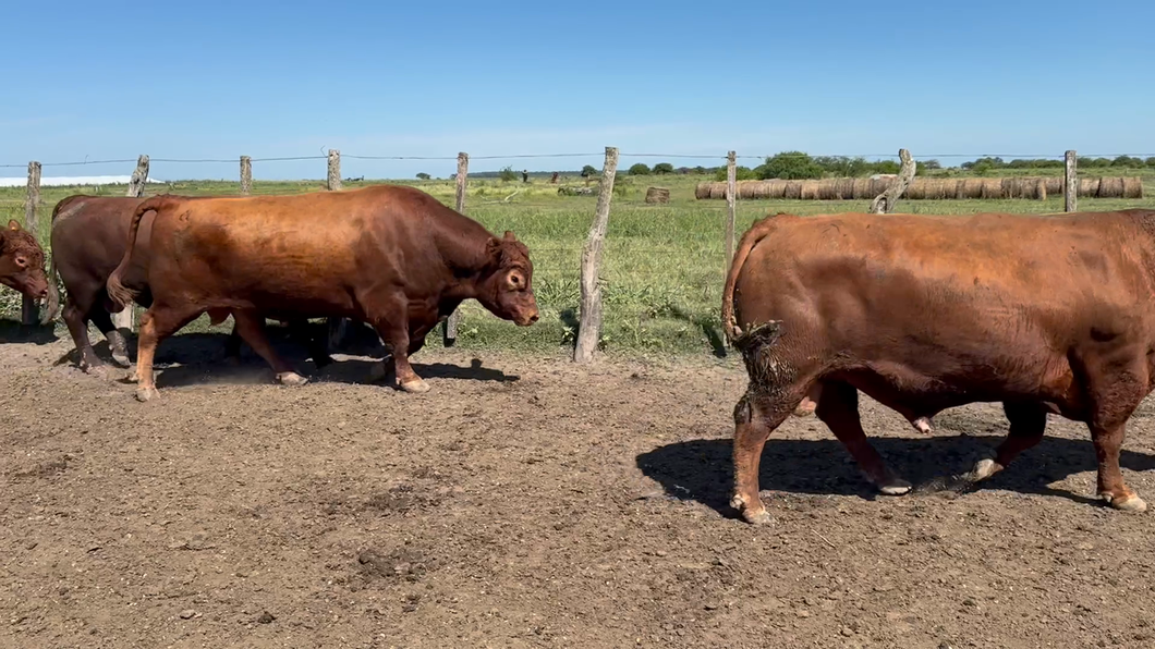 Lote 5 Toros en Entre Ríos, San Jaime