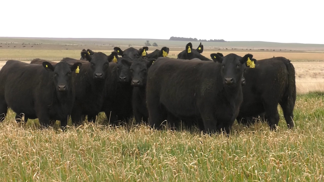 Lote VAQ. ANGUS NEGRAS P. CONTROLADAS C/GTÍA DE PREÑEZ