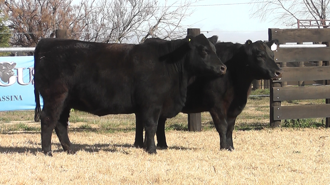 Lote VAQUILLONAS ANGUS PP