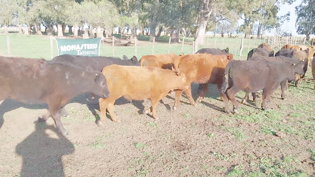 Lote 70 Terneros en Arboledas