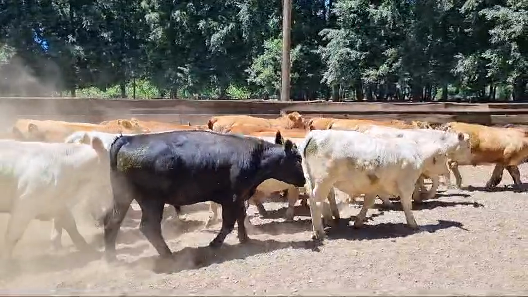 Lote 25 Novillo Engorda en Gorbea, IX Región Araucanía