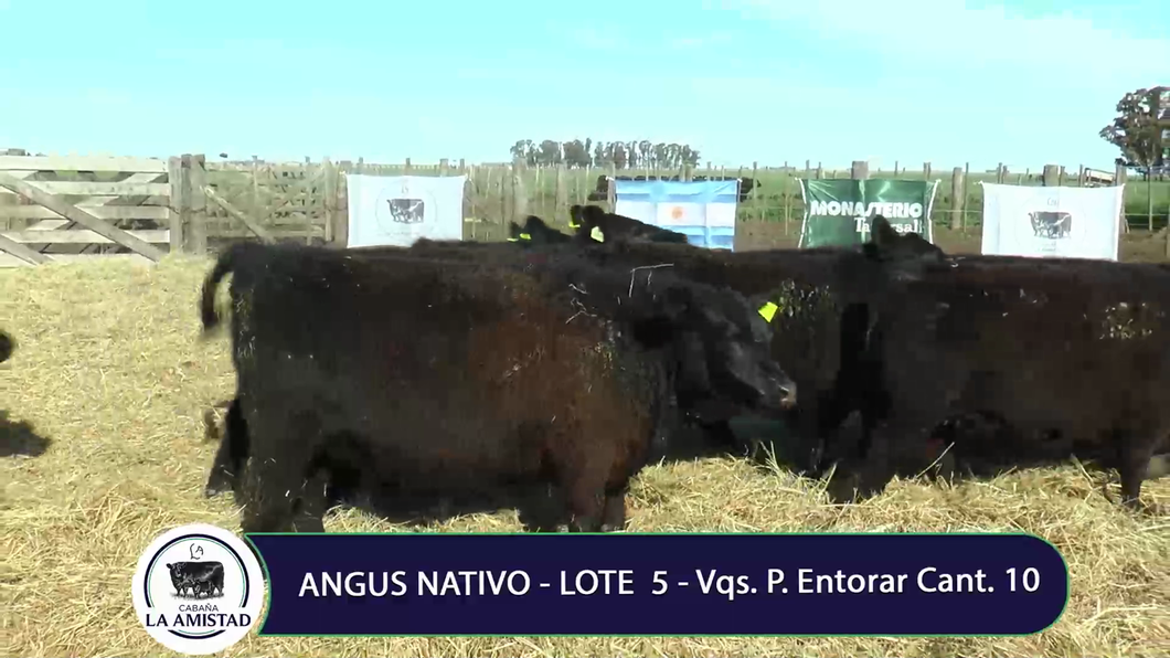 Lote Vaquillona para entorar