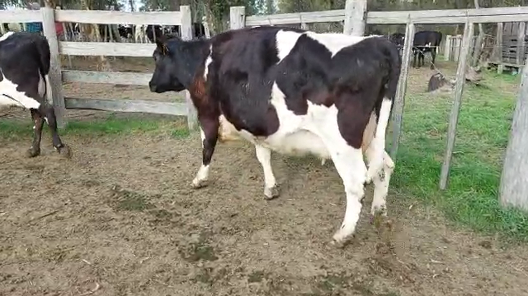 Lote 3 Vacas de Invernada HOLANDO a remate en PANTALLA CAMY - SAN JOSE  1500 VACUNOS 480kg - , San José