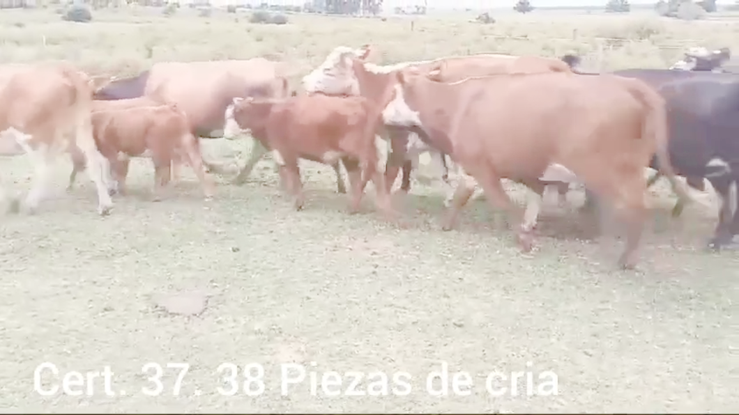 Lote PIEZAS DE CRIA