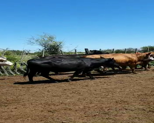 Lote 45 Vacas de invernar en Curuzú-Cuatiá, Corrientes