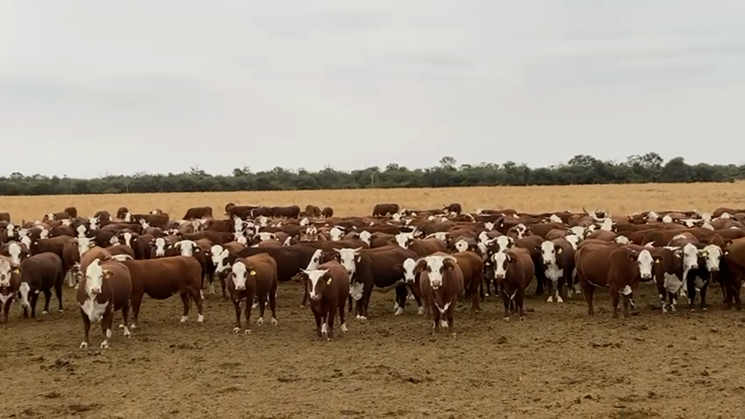 Lote 650 Vacas nuevas C/ gtia de preñez en Salta, Anta