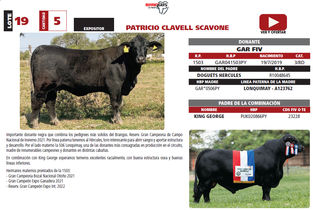Lote LOTE 19
