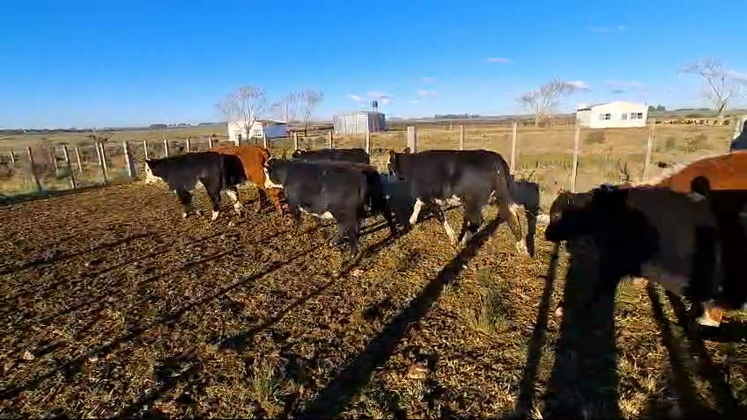 Lote (Vendido)12 Terneros y Terneras Hereford x Angus a remate en 11º Subasta - CAB  208kg -  en Paraje La Laguna