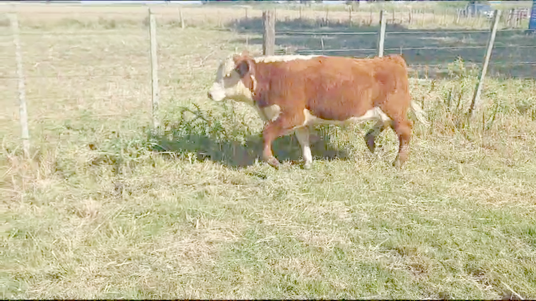 Lote 9 Terneros y Terneras Hereford y Angus a remate en Ultima Pantalla del Año - Escritorio Camy en Ruta 1 Km 61