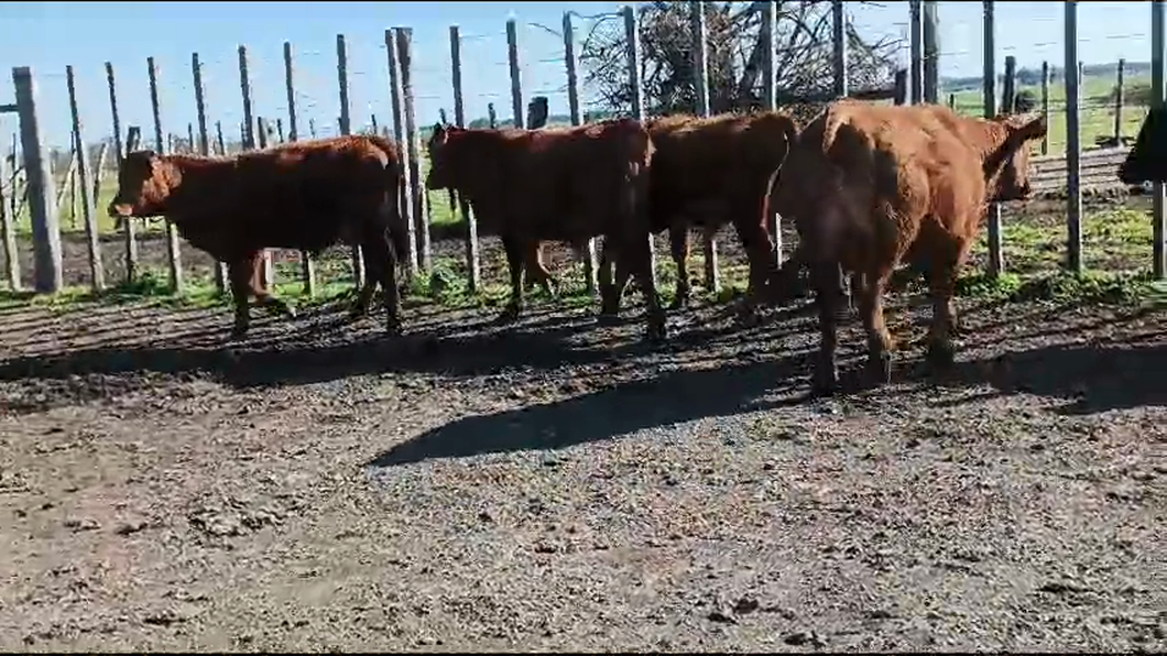 Lote 5 Terneros Angus a remate en Pantalla Aniversario - Escritorio Camy en Ruta 1 Km 42