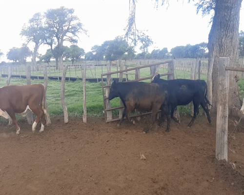 Lote 180 Terneros en Luan Toro, La Pampa