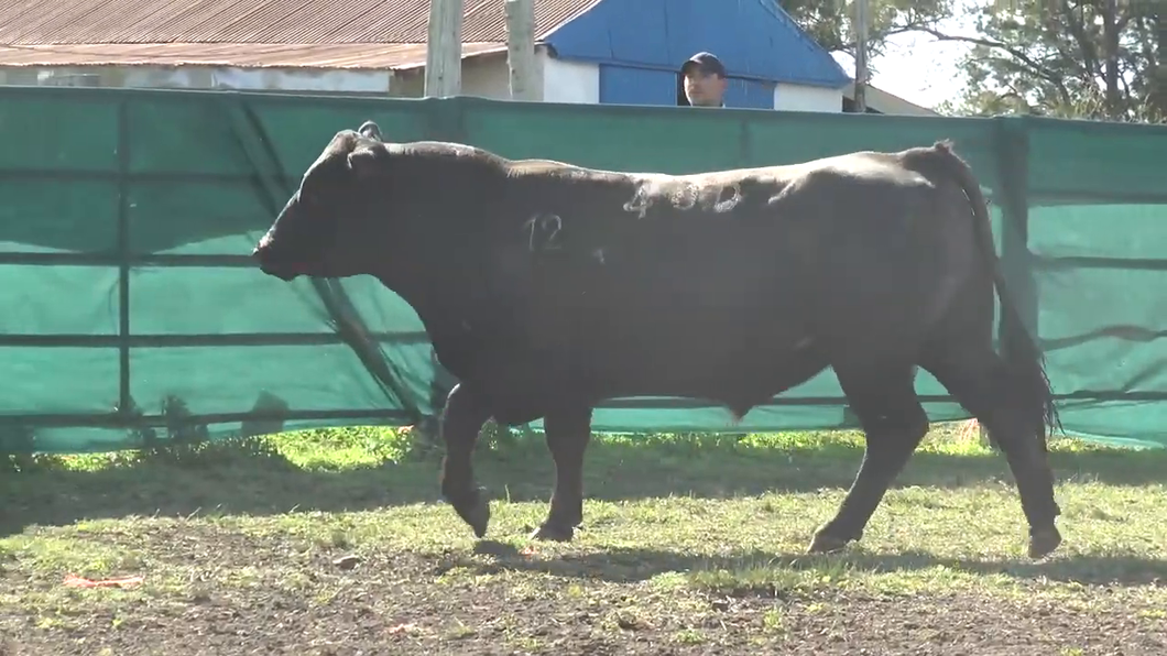 Lote Toros a remate en TOROS PARA VAQUILLONAS en Cabaña La Empastada