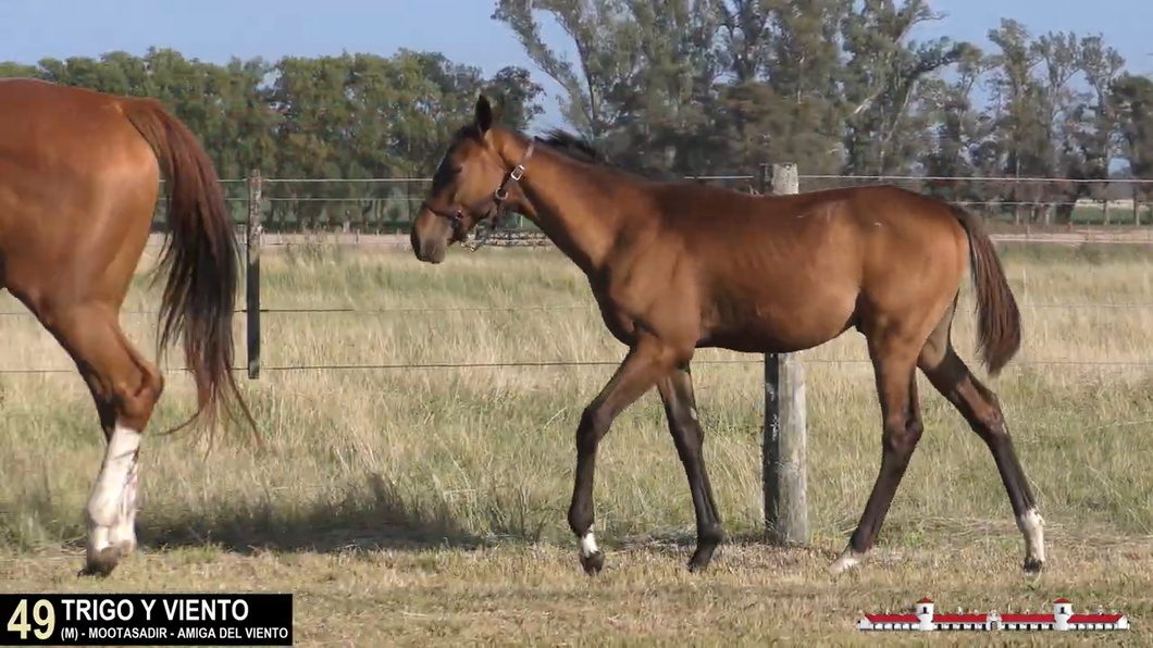 Lote TRIGO Y VIENTO