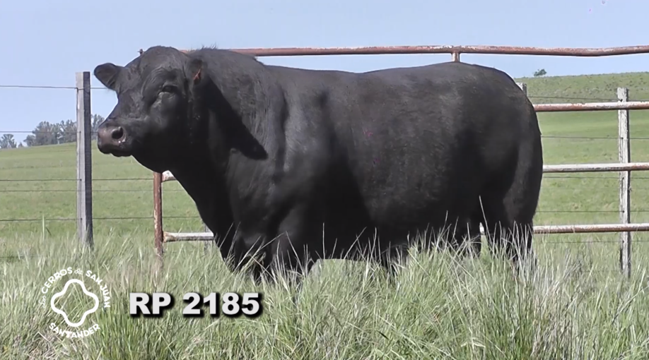 Lote 2 Toros Aberdeen Angus a remate en Los Cerros de San Juan - Santander, Artigas