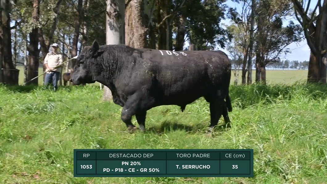 Lote Toros a remate en 16º Remate Anual La Campana de Ardao, Treinta y Tres