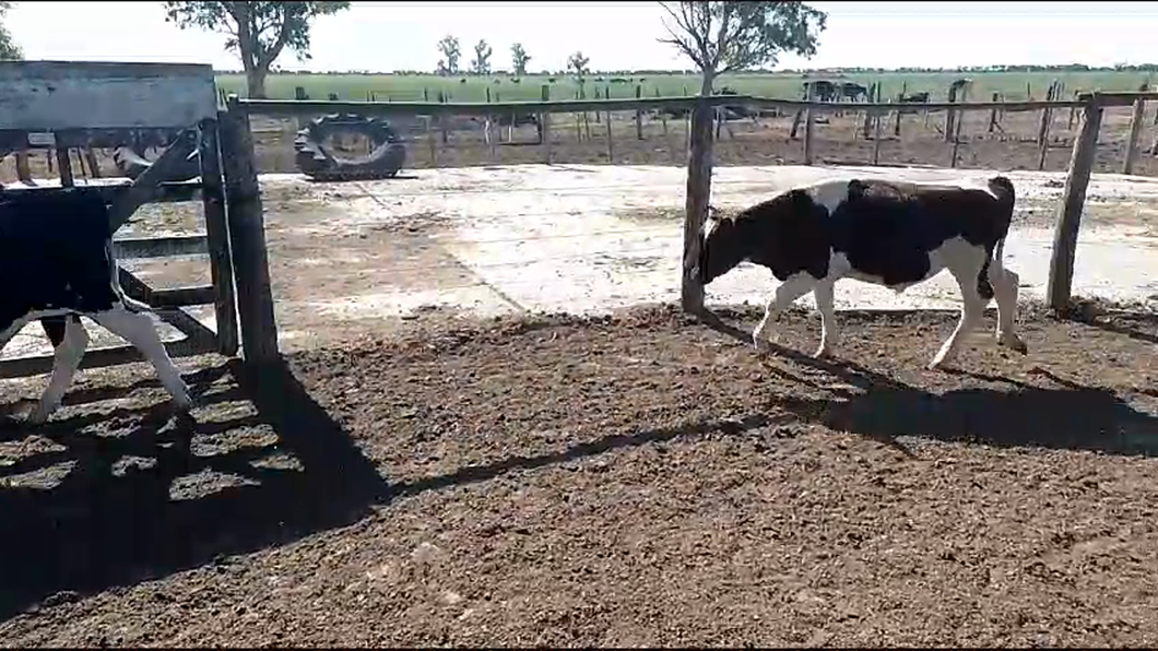 Lote 8 Terneros Holando Argentino en Col. Aldao, Santa Fe